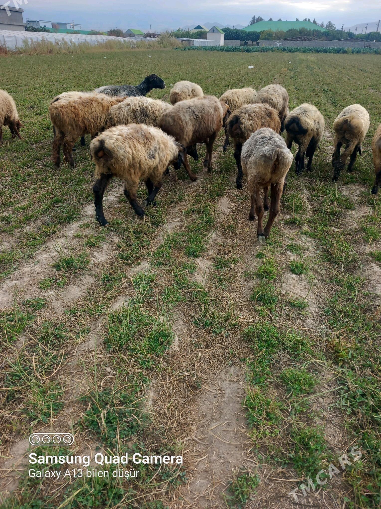 tokly owec goyun - Büzmeýin - img 2