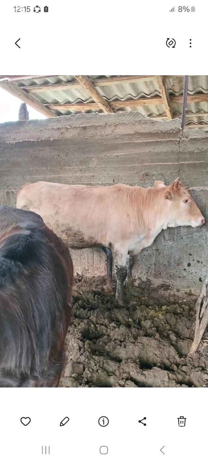 bakylan tuwe - Гёкдепе - img 1