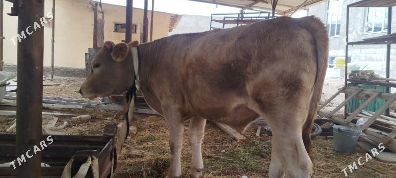 OKUZ - Ашхабад - img 6