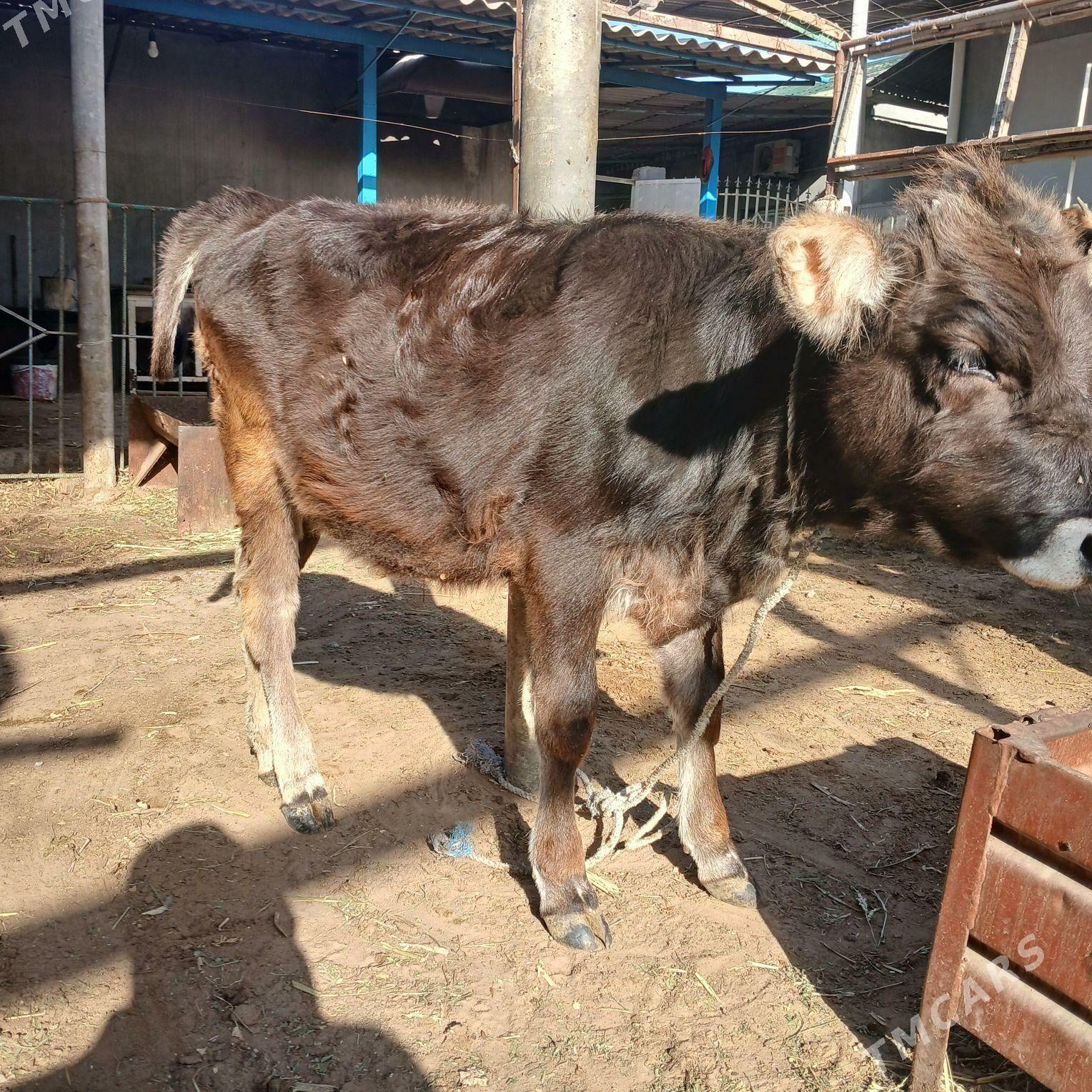 tuwe - Aşgabat - img 4