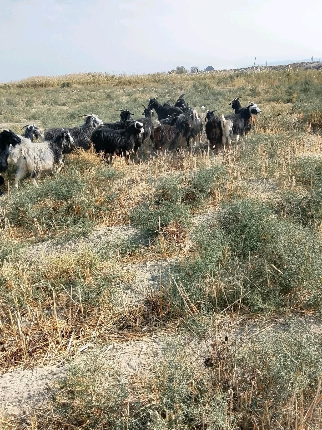 geci - Gyzylarbat - img 2