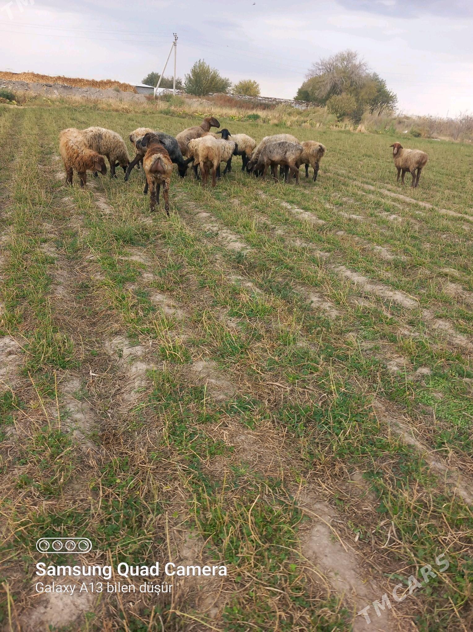 tokly owec goyun - Büzmeýin - img 3