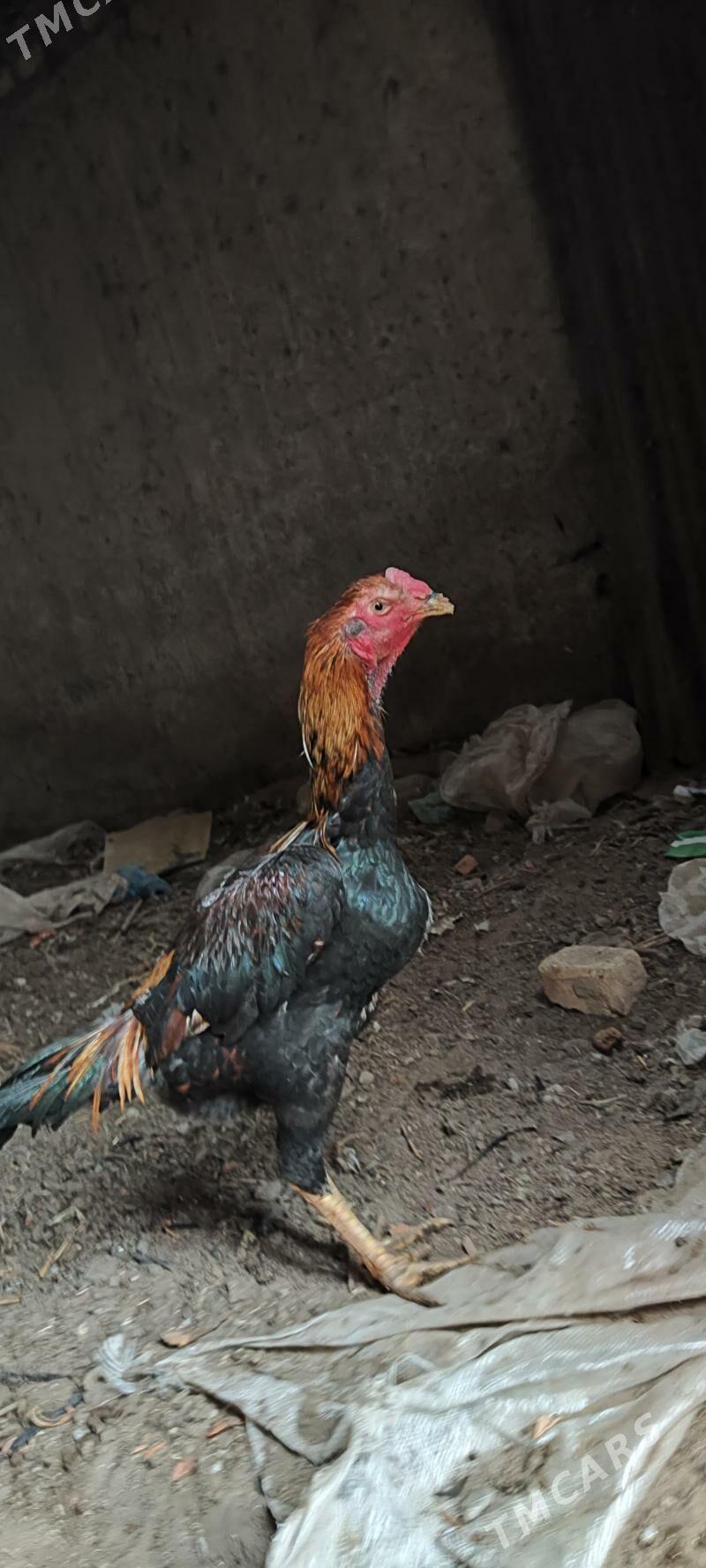 Horaz - Туркменабат - img 1