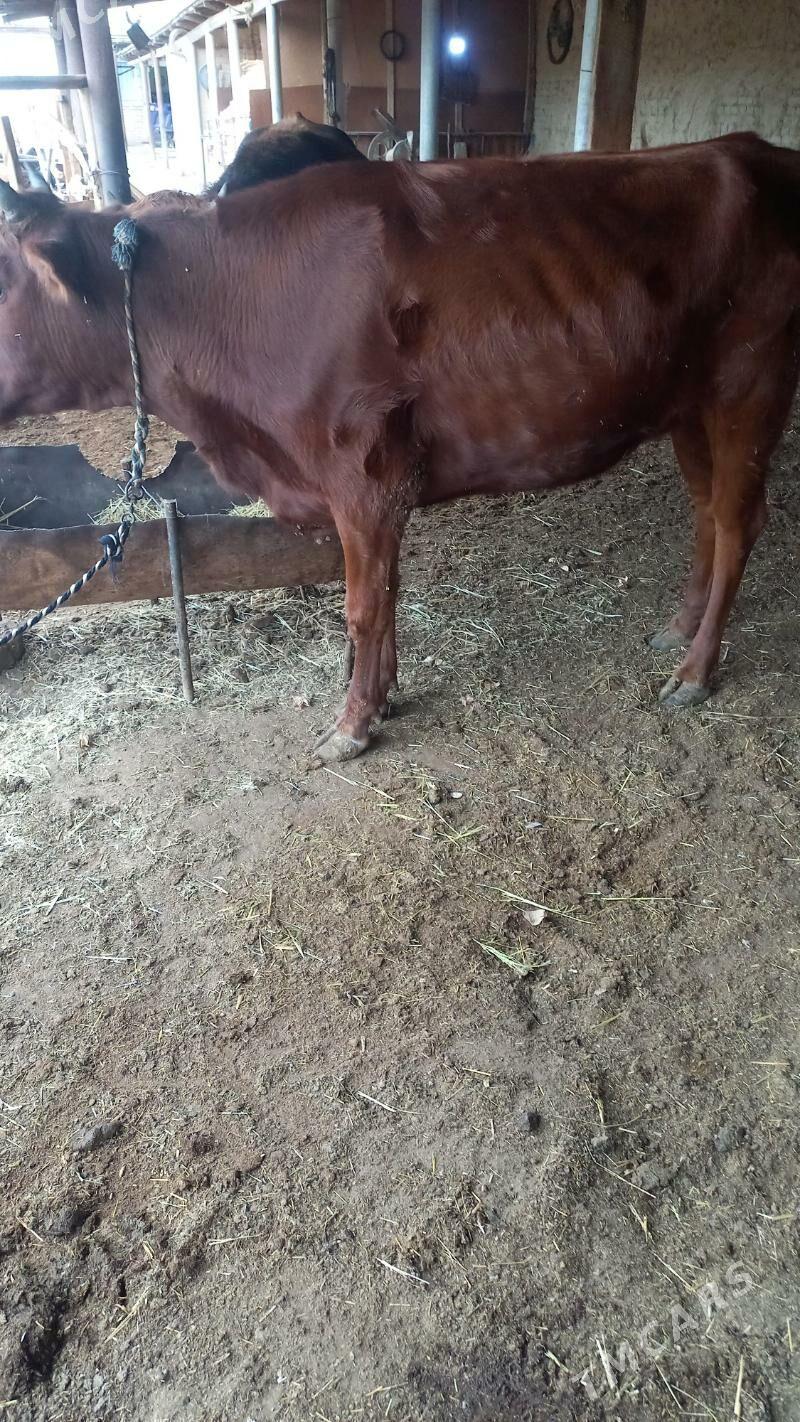 gulajyn - Baýramaly - img 3