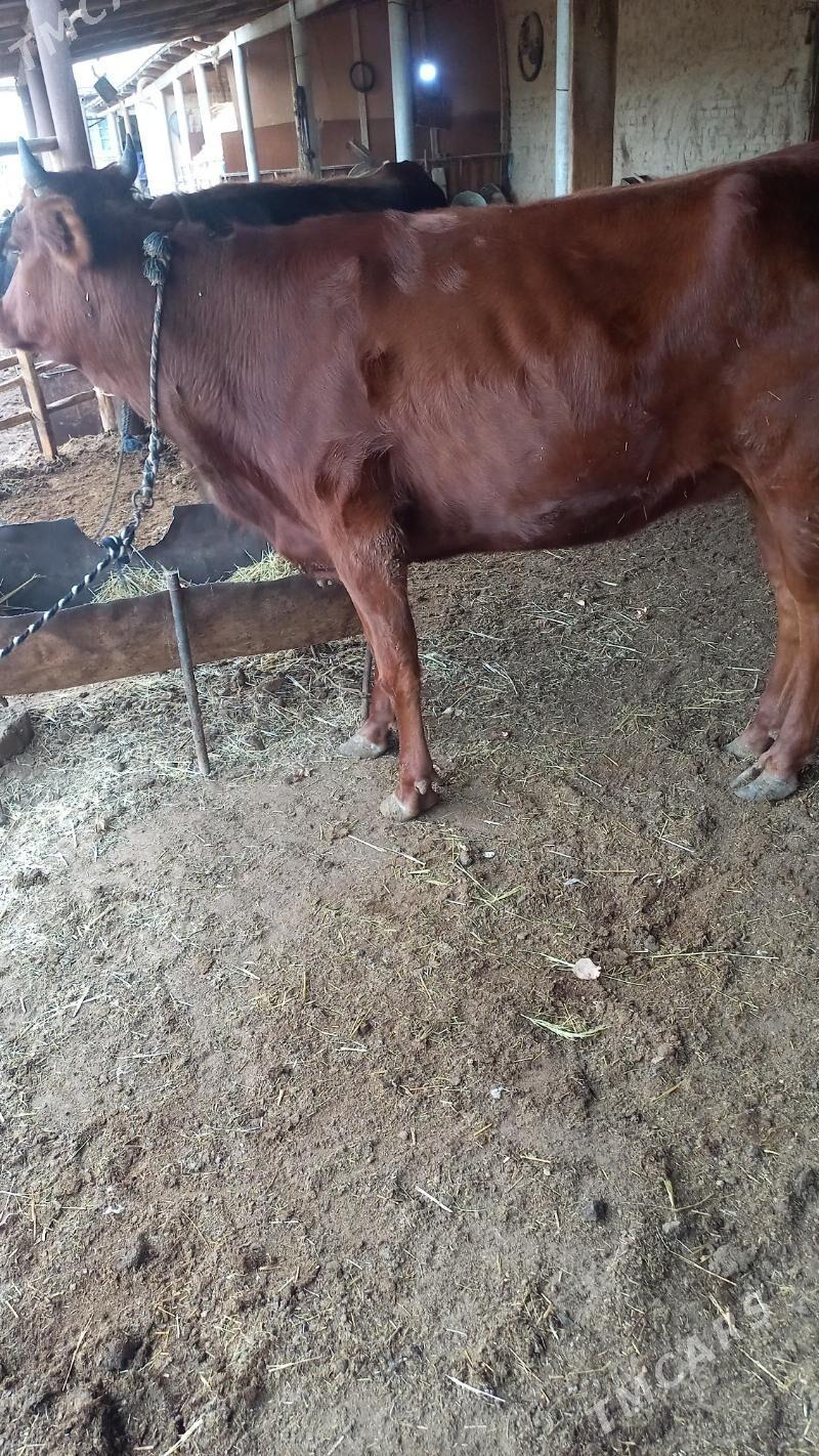 gulajyn - Baýramaly - img 2