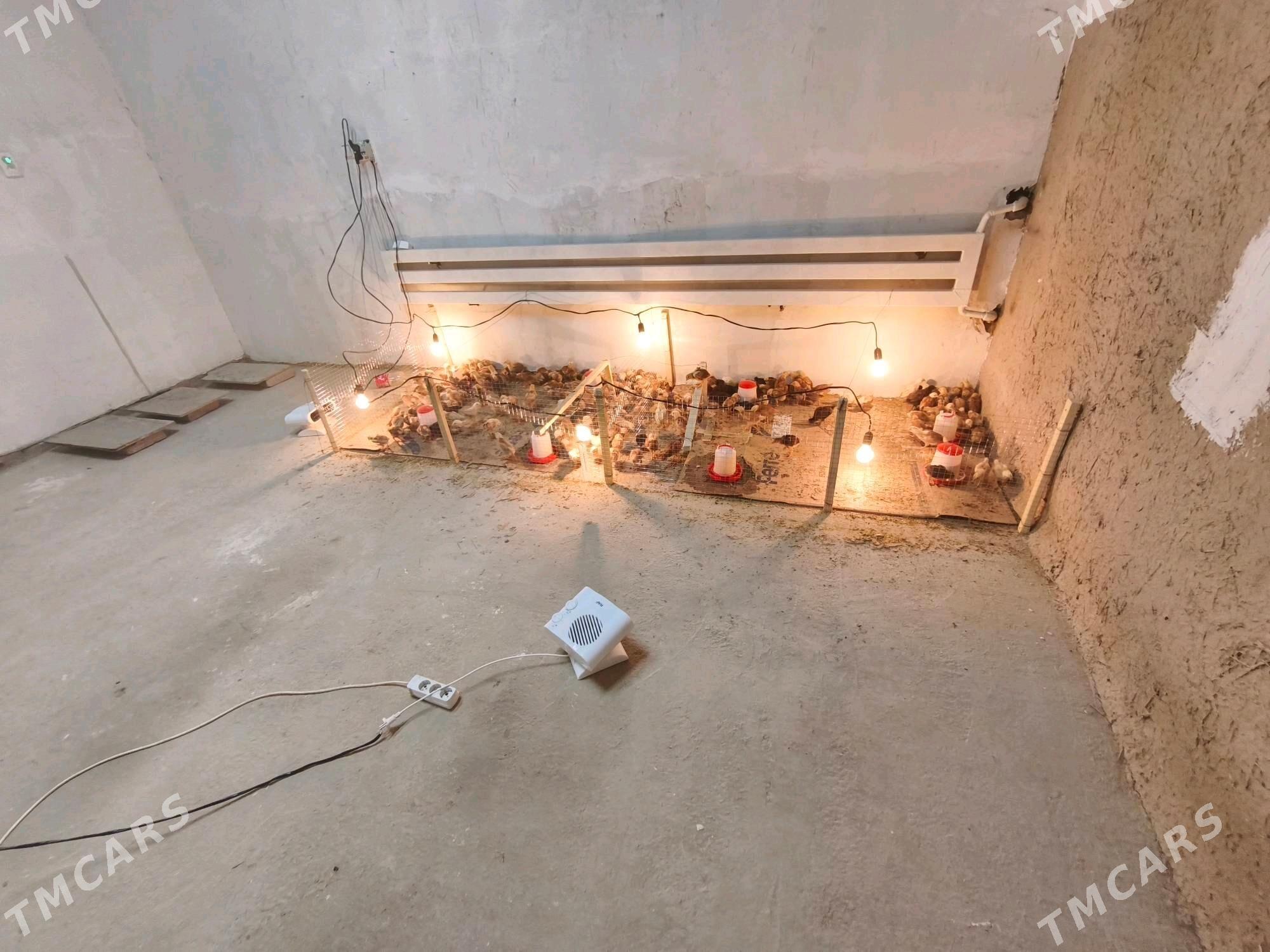 JUYJE - Şabat etr. - img 2