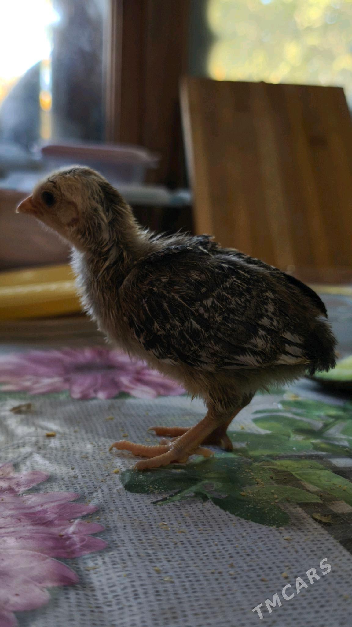 JUYJE - Şabat etr. - img 4