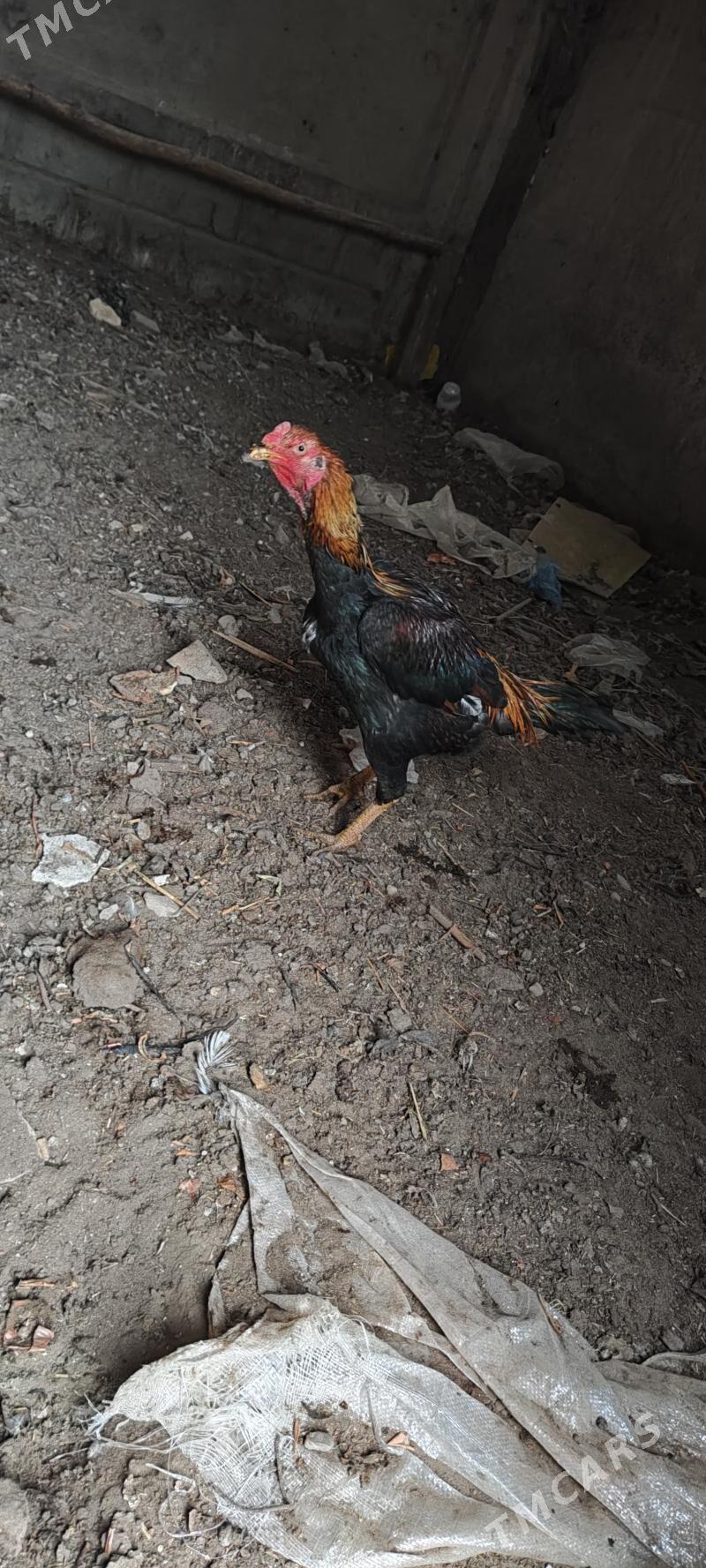 Horaz - Туркменабат - img 2