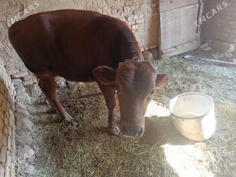 okuzce - Murgap - img 2