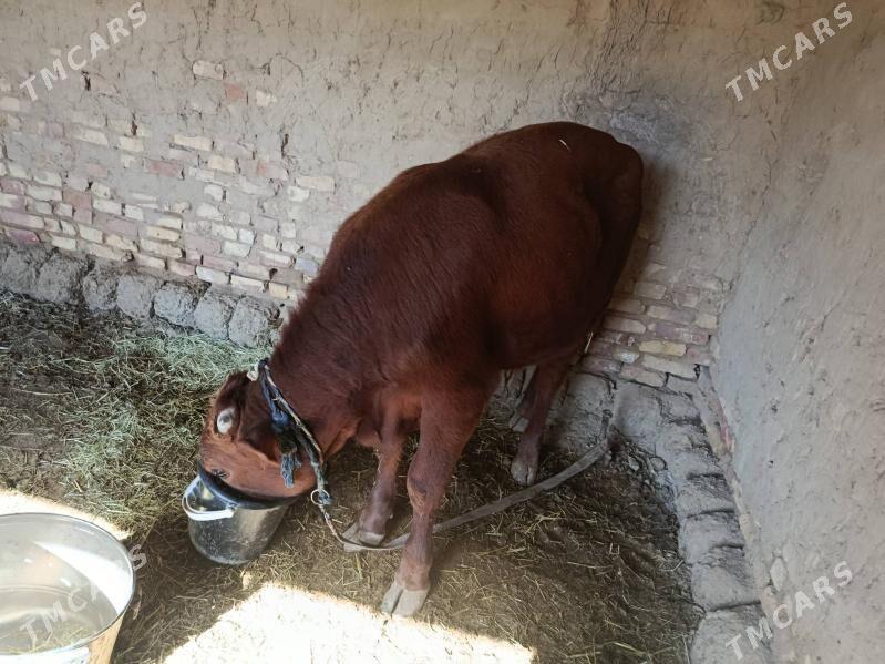 okuzce - Murgap - img 5