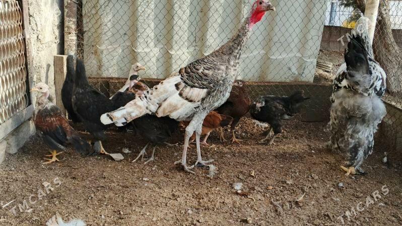 towuk juyje - Türkmenbaşy - img 2