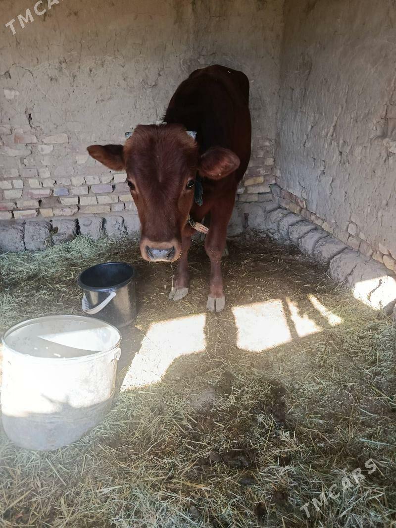 okuzce - Murgap - img 4