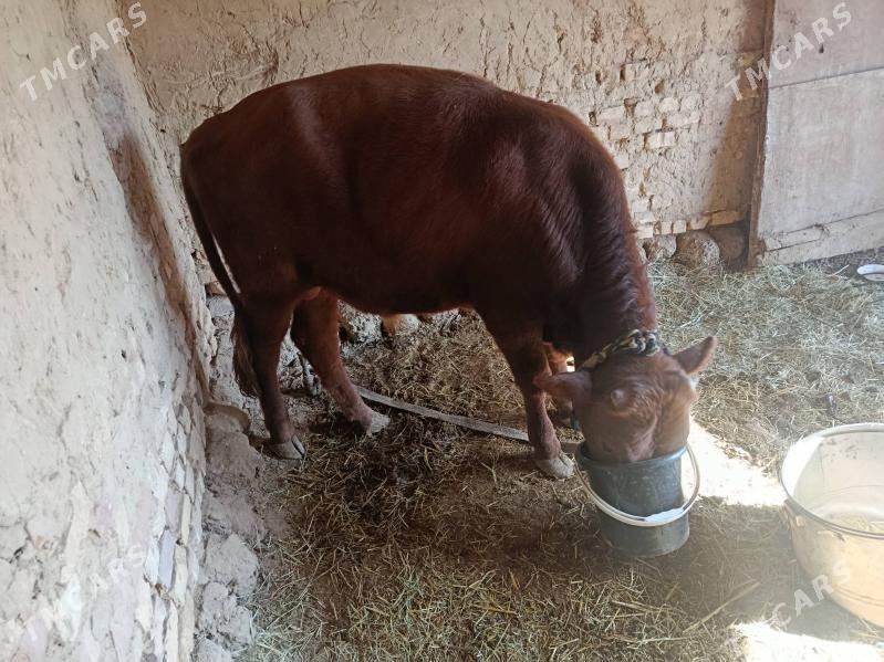 okuzce - Murgap - img 3