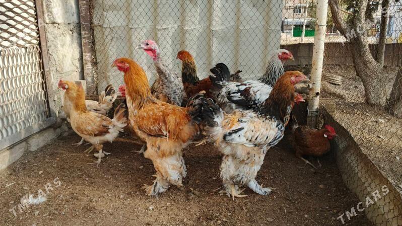 towuk juyje - Türkmenbaşy - img 6