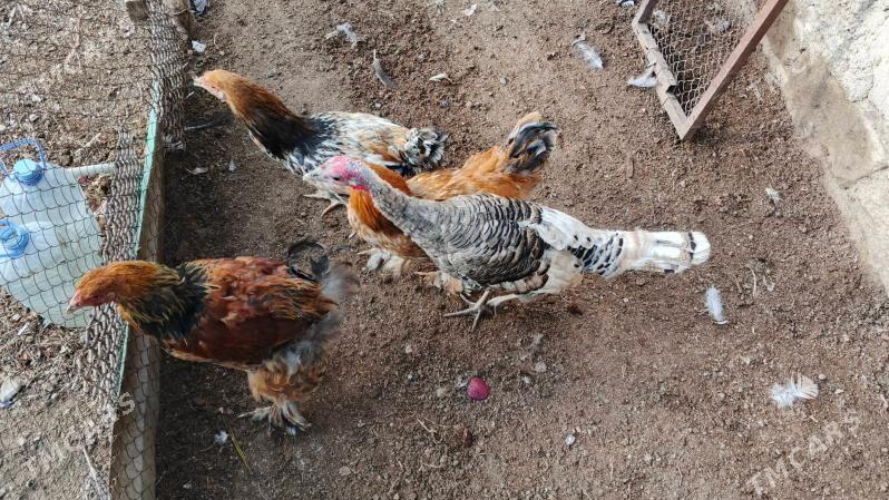 towuk juyje - Türkmenbaşy - img 7