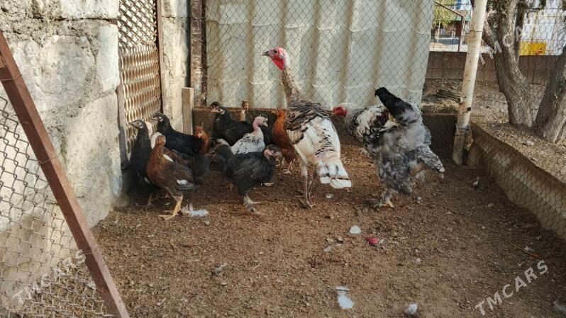 towuk juyje - Türkmenbaşy - img 1