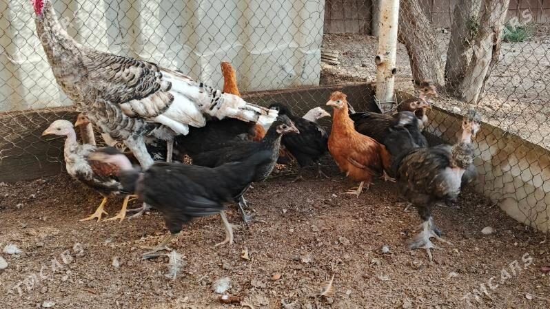 towuk juyje - Türkmenbaşy - img 4