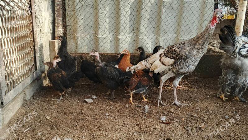 towuk juyje - Türkmenbaşy - img 3