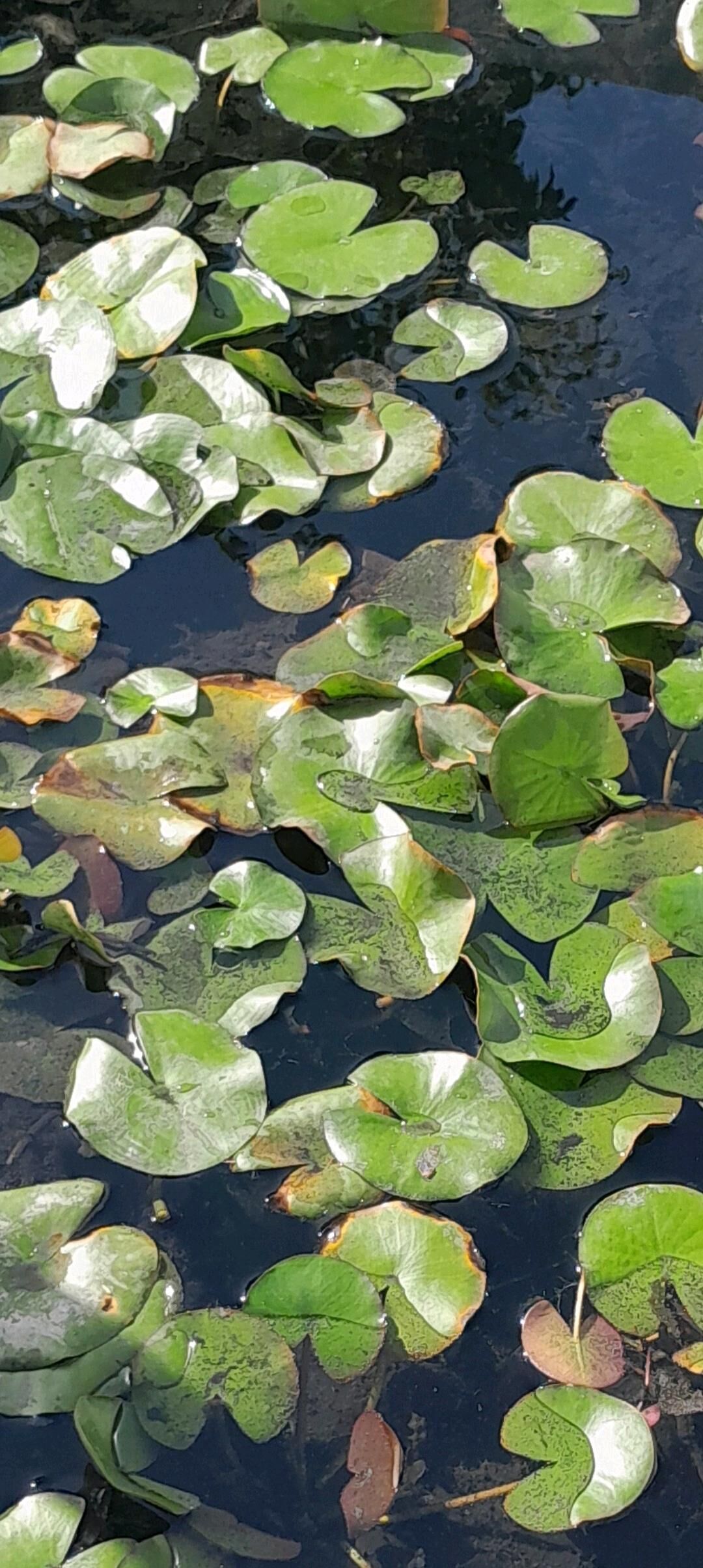 Кувшинки - Aşgabat - img 4