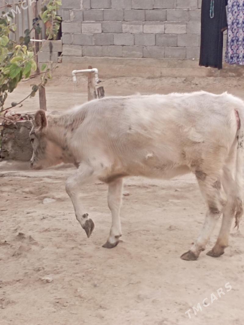 TUWE - Garadamak - img 3