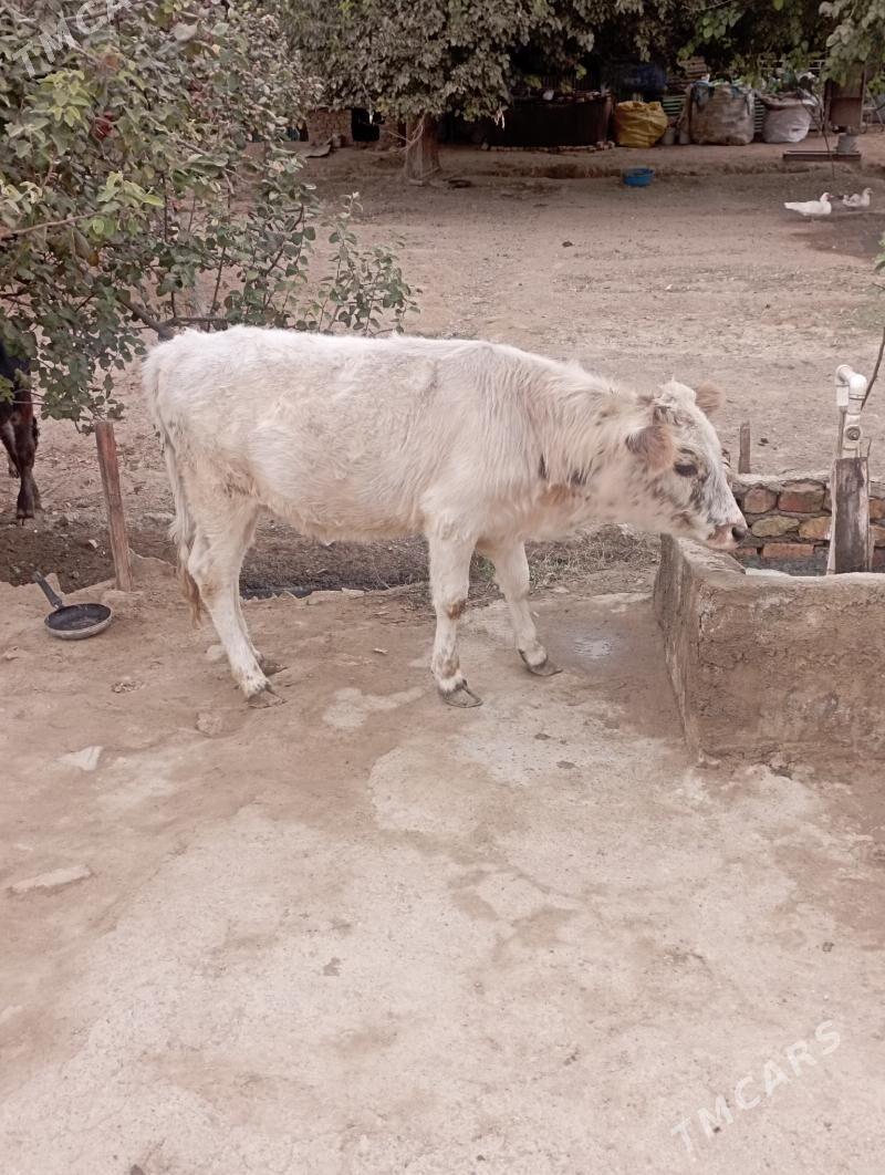 TUWE - Garadamak - img 2