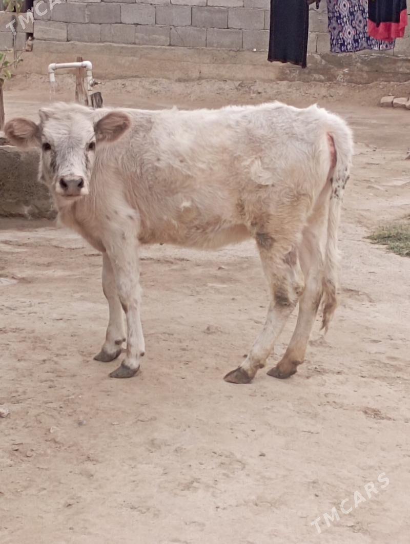 TUWE - Garadamak - img 1