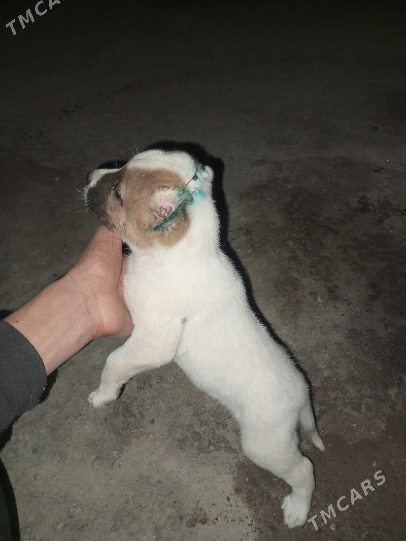 ady yok - Daşoguz - img 1