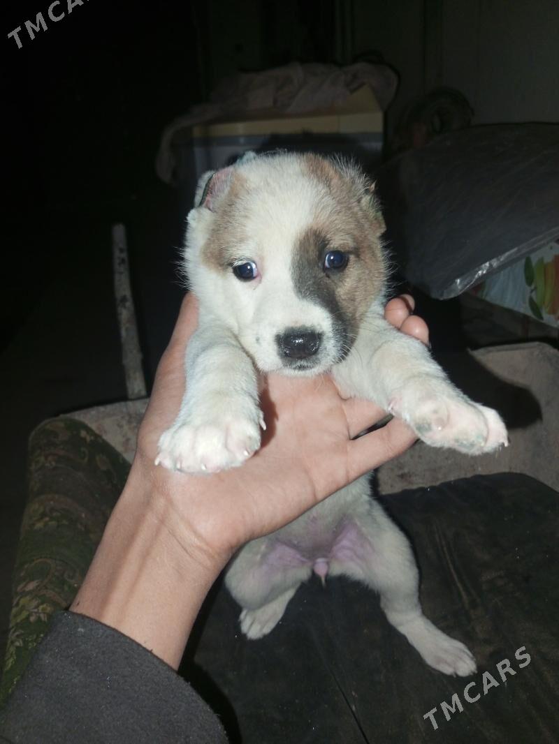 ady yok - Daşoguz - img 2