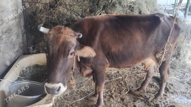 sagymly sygyr gunde 6litr suyt - Ýaşlyk - img 1