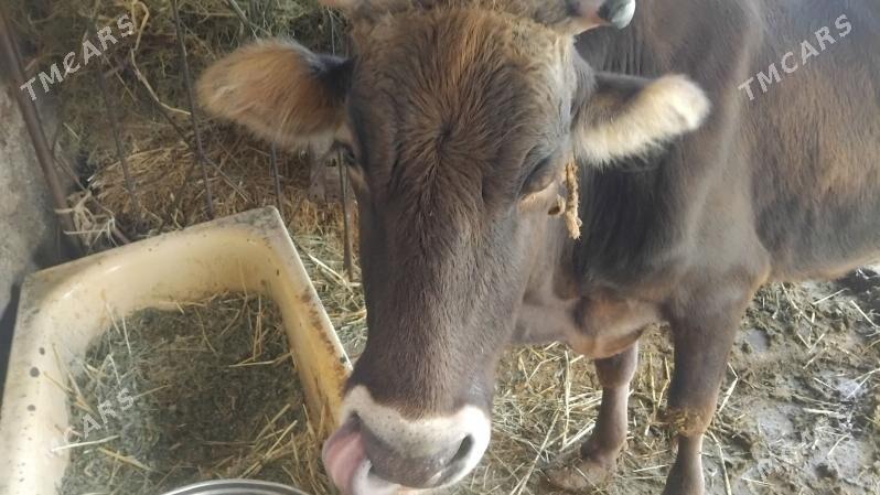 sagymly sygyr gunde 6litr suyt - Ýaşlyk - img 3