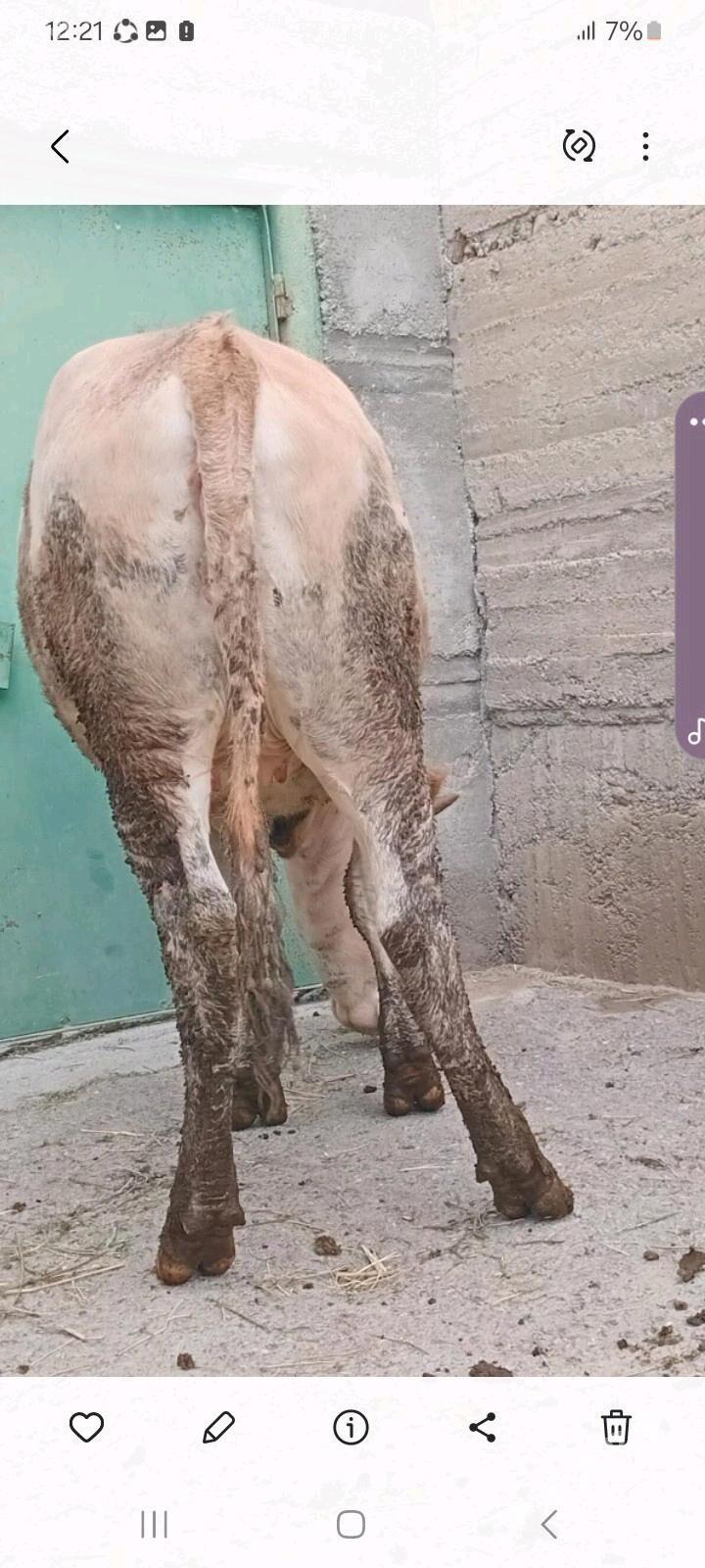 bakylan tuwe - Гёкдепе - img 2