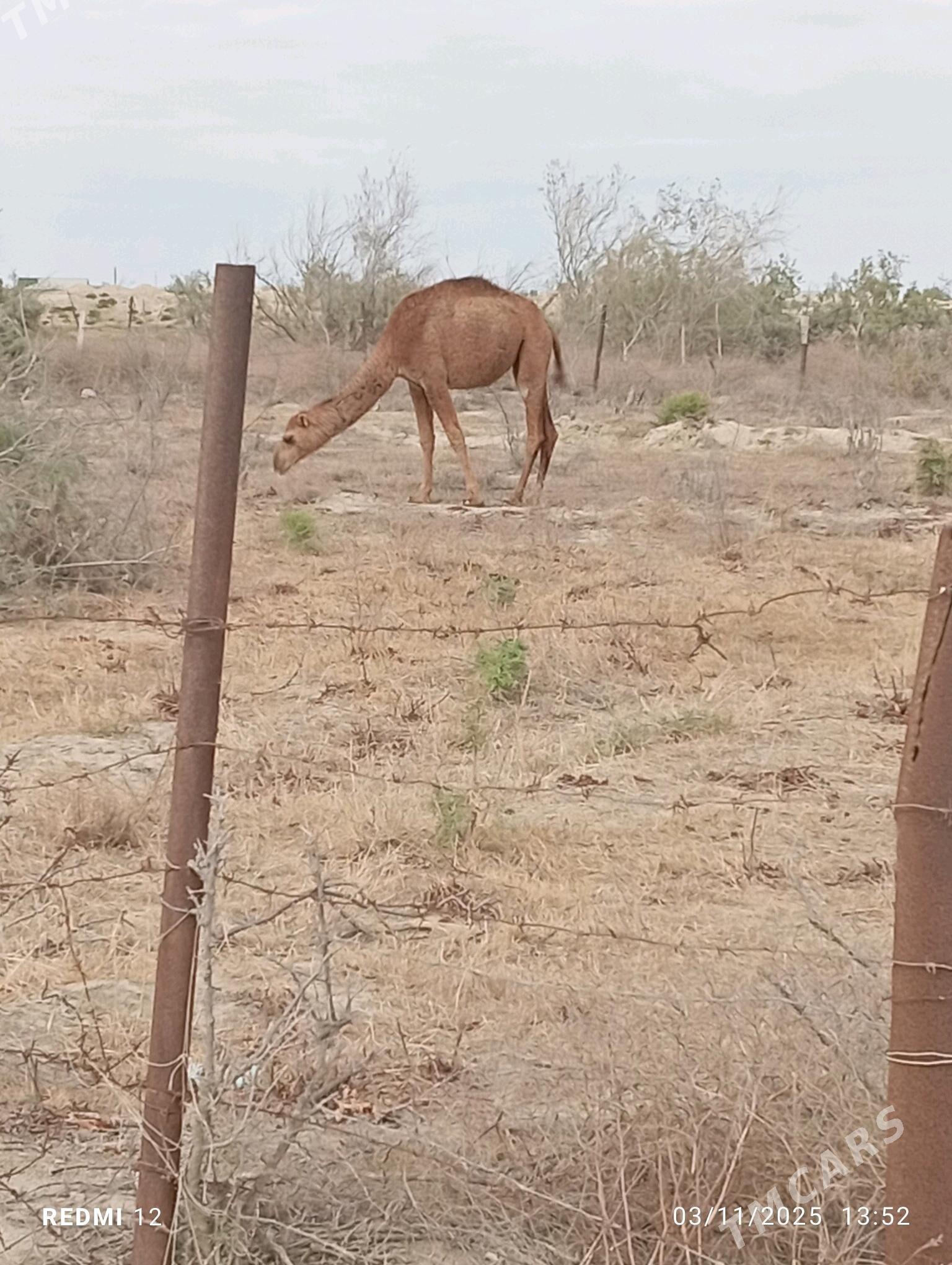 torum - Эсенгулы - img 2