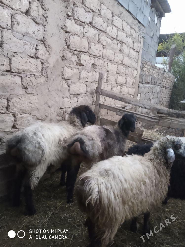 işşek - Aşgabat - img 2