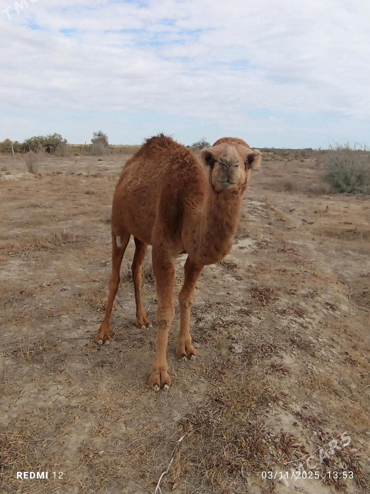 torum - Эсенгулы - img 3