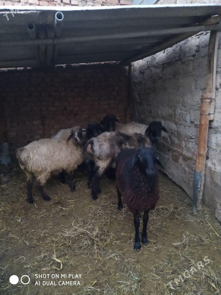 işşek - Aşgabat - img 3