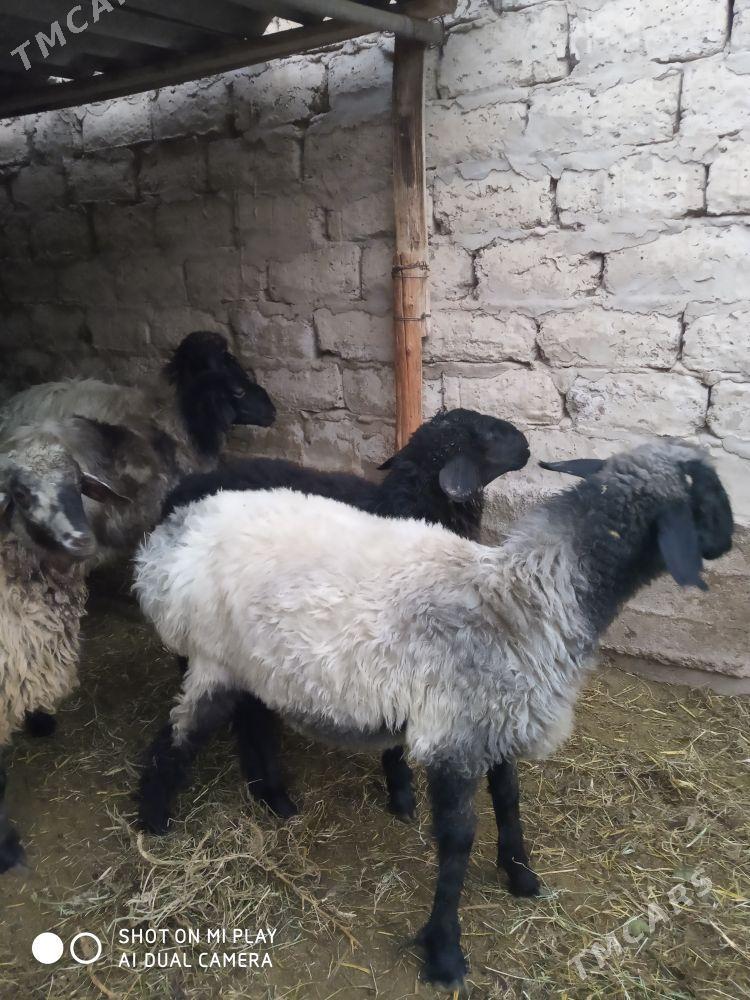 işşek - Aşgabat - img 4