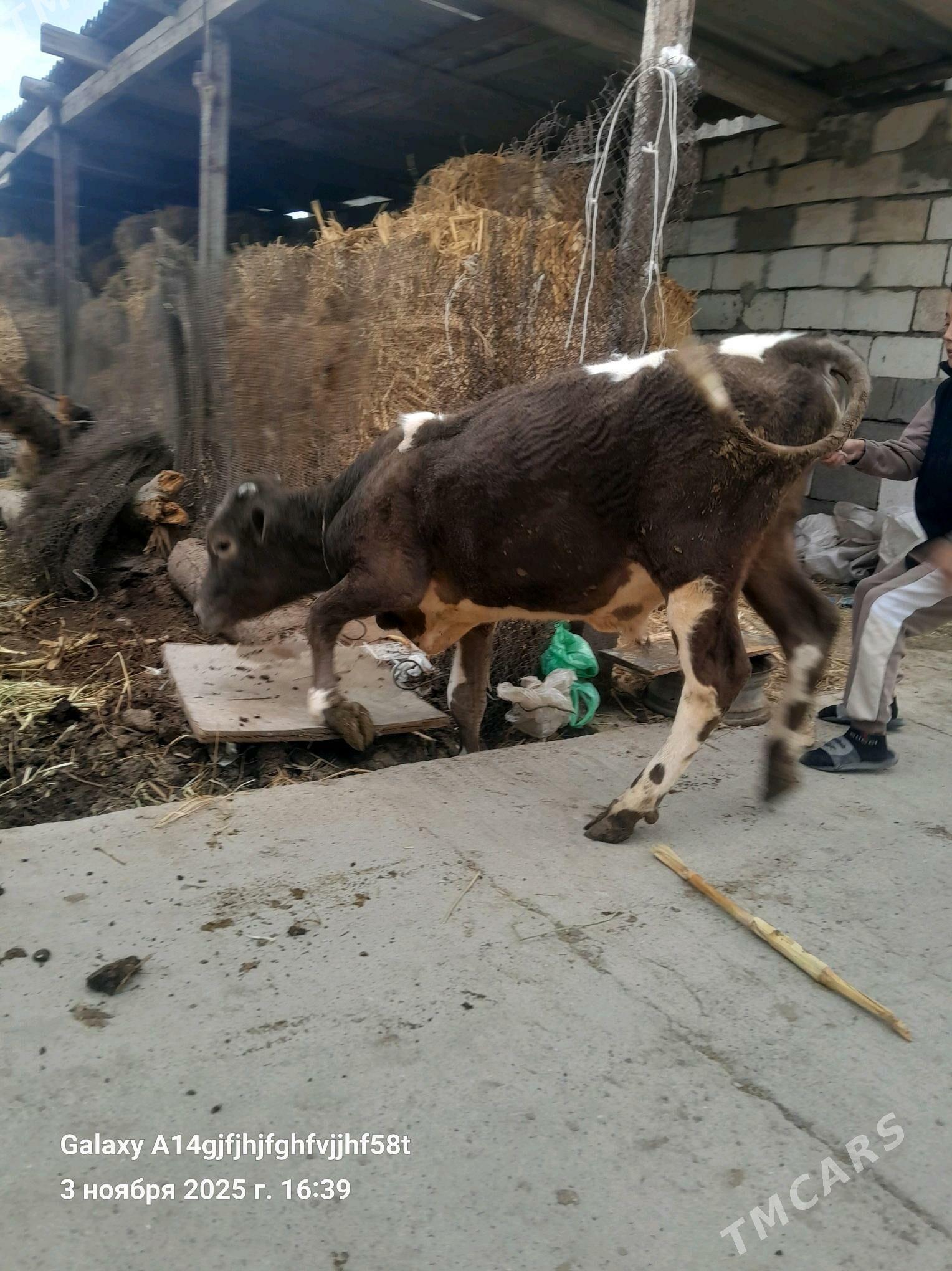 okz - Ашхабад - img 4