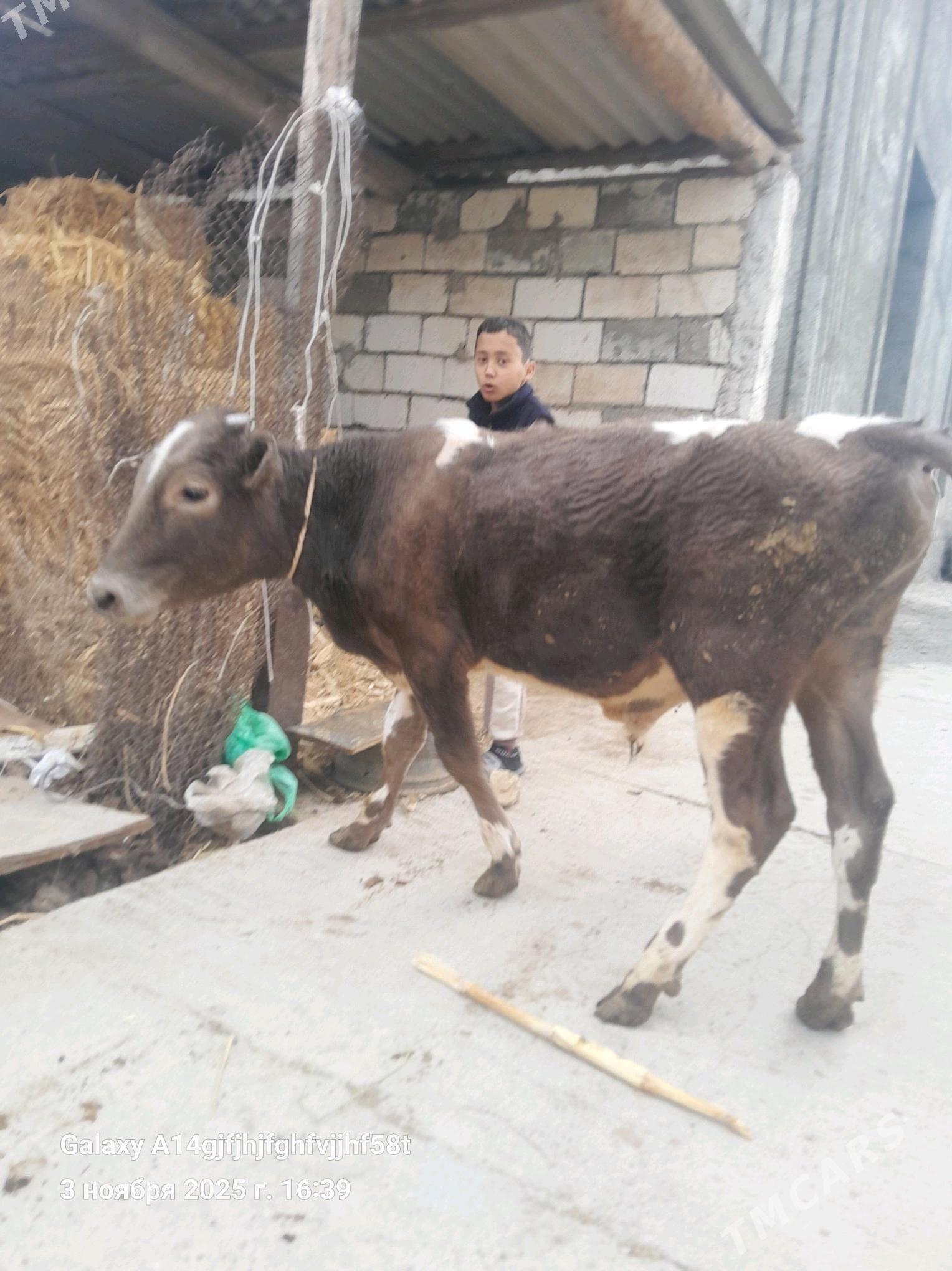 okz - Ашхабад - img 2