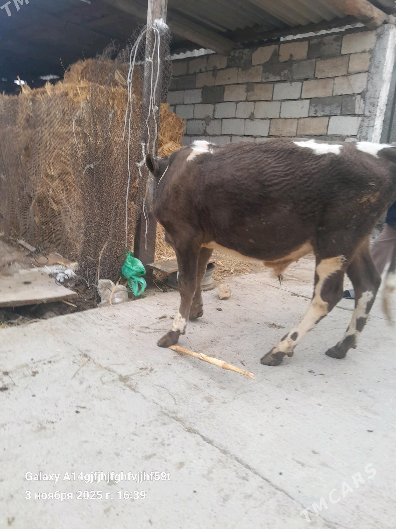 okz - Ашхабад - img 3