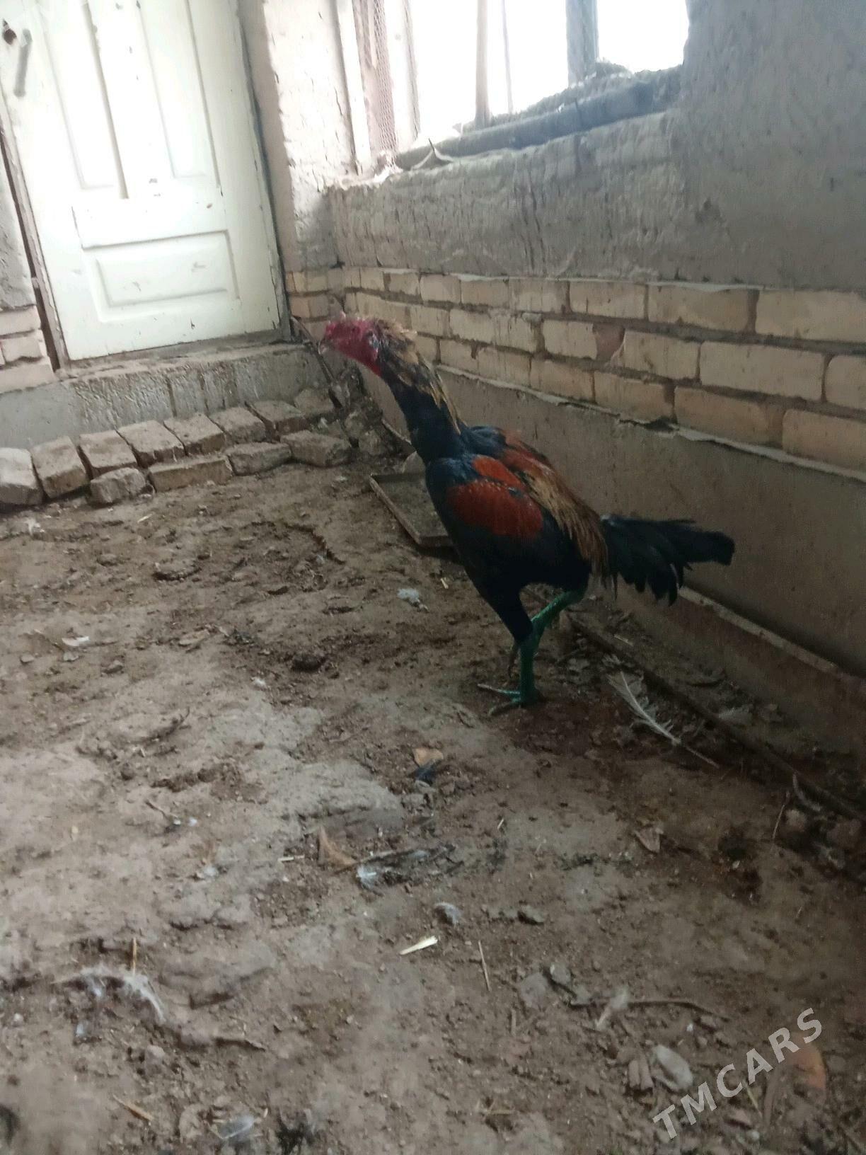 juje - Daşoguz - img 2