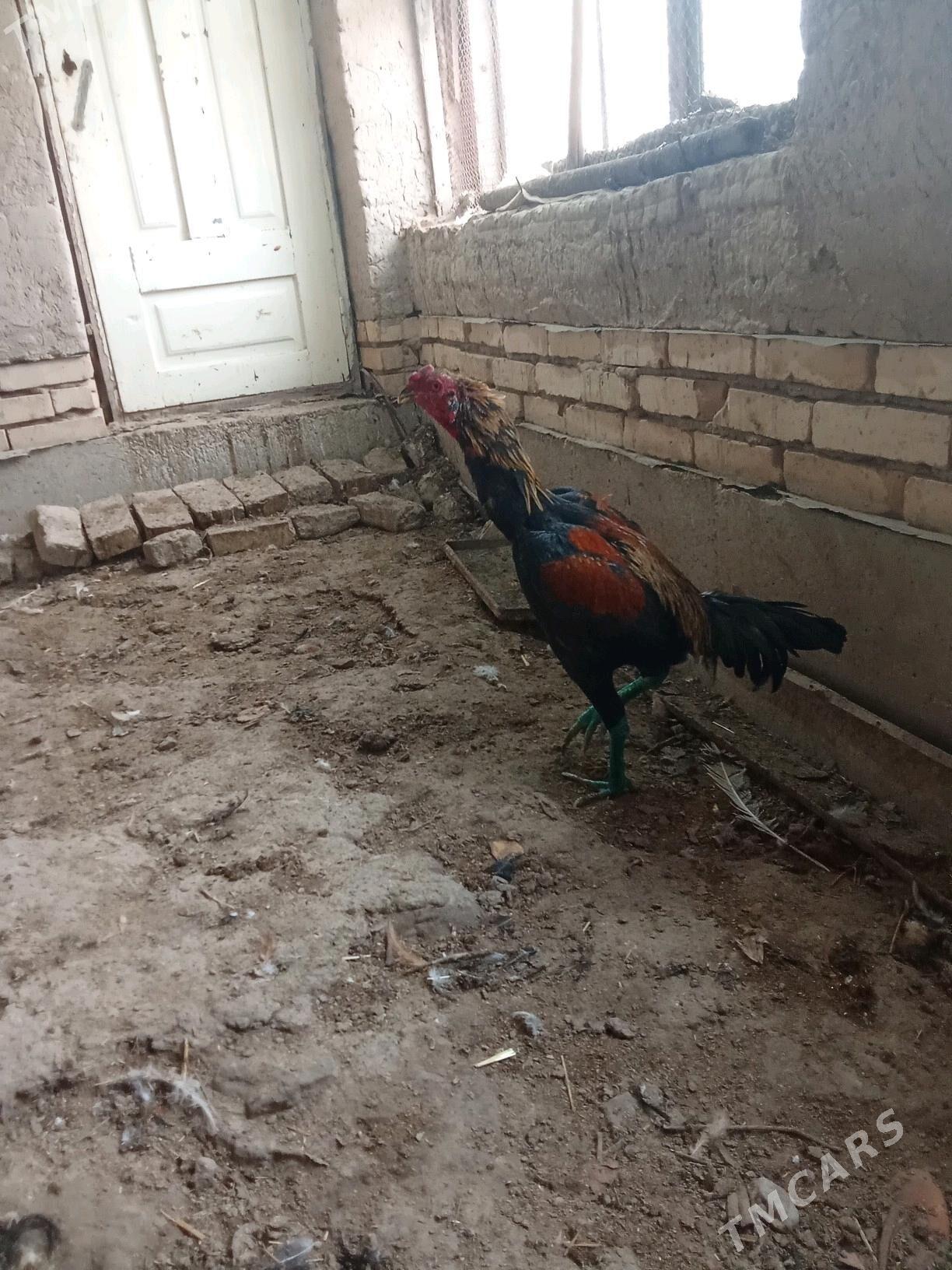 juje - Daşoguz - img 3