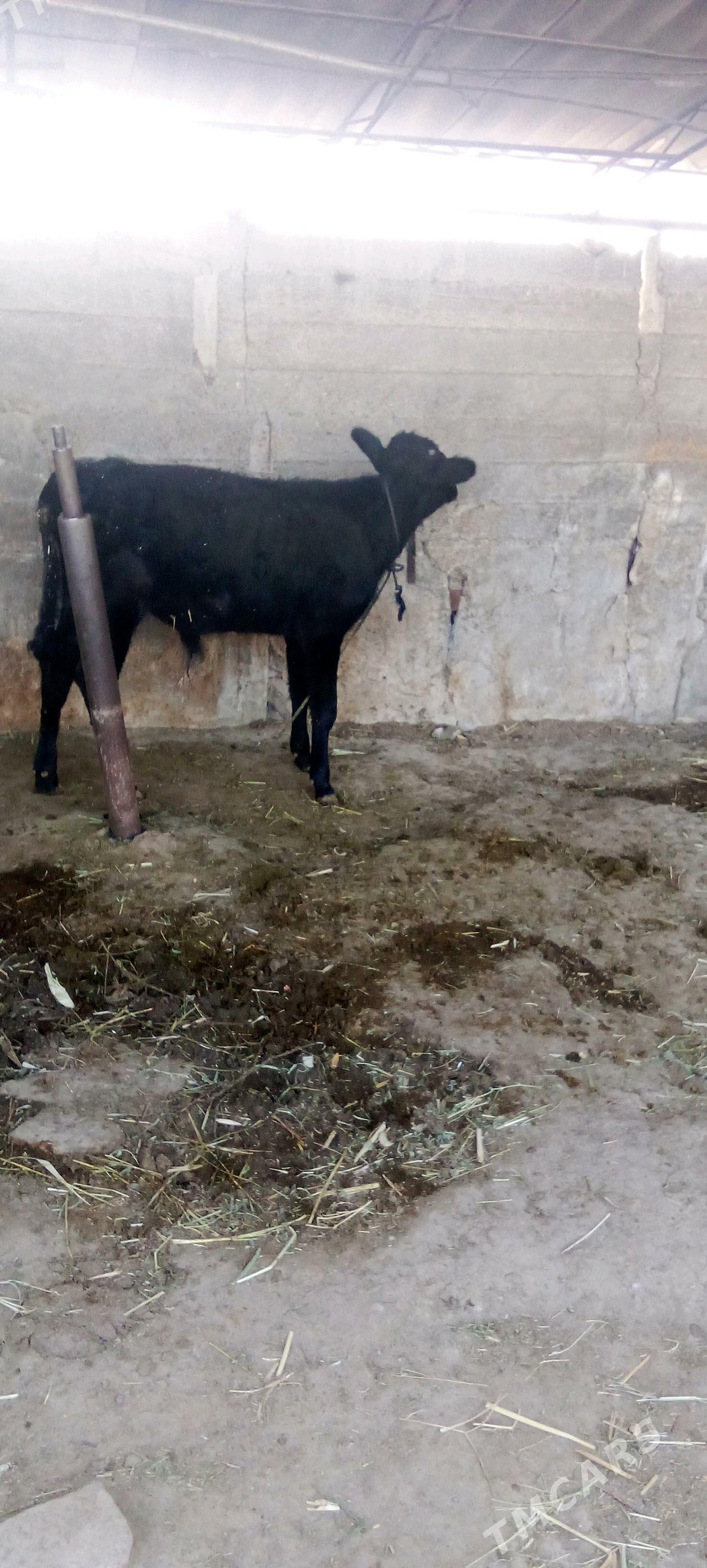 õküz - Яшлык - img 2