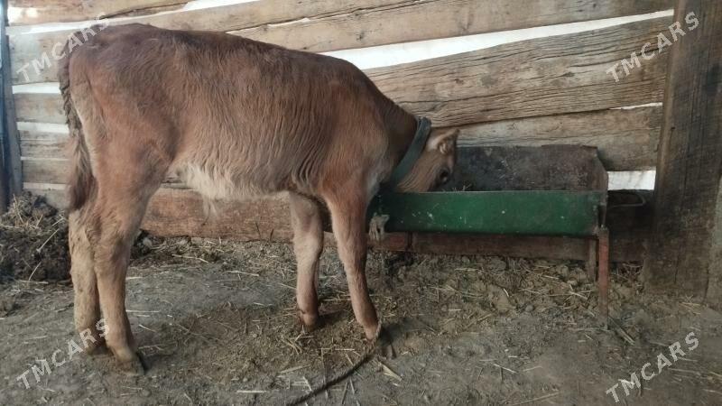 okuz - Багир - img 2