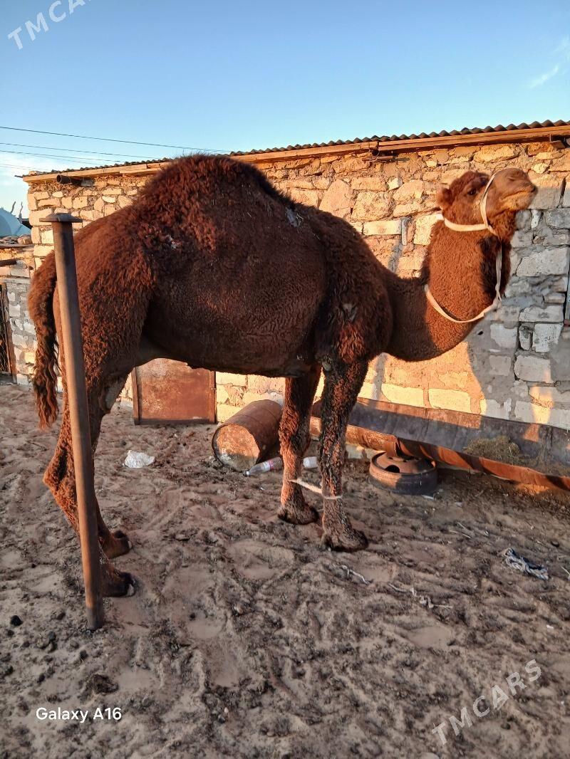 Erkek düýe - Balkanabat - img 6