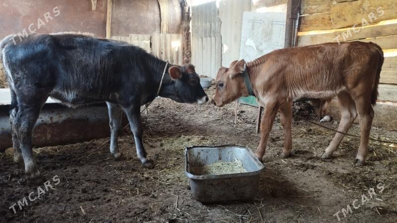 okuz - Багир - img 4