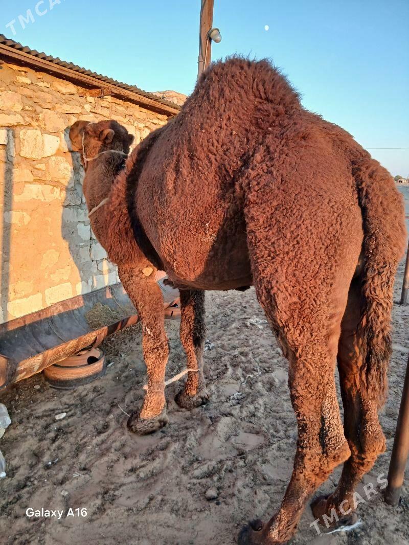 Erkek düýe - Balkanabat - img 5