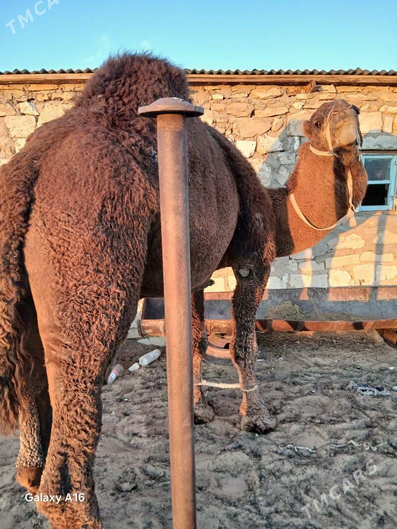 Erkek düýe - Balkanabat - img 2