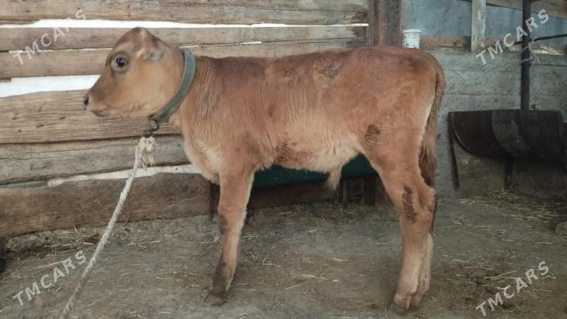 okuz - Багир - img 3