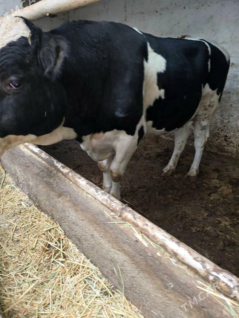 okùz gara ala. tohum - Ашхабад - img 3