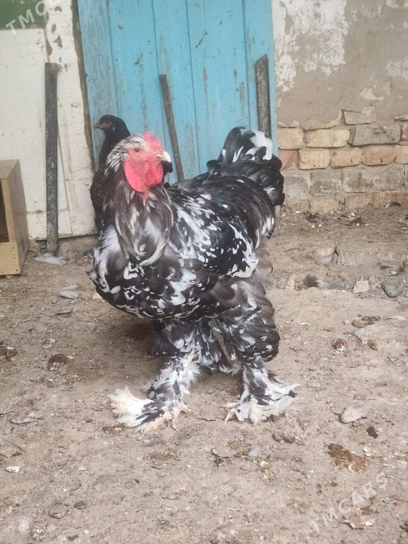 brama - Hitrowka - img 1